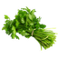 Coriander