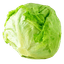Iceberg Lettuce