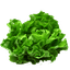 Lettuce