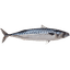 Mackerel