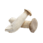 Oyster Mushrooms