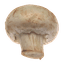 chestnut mushroom